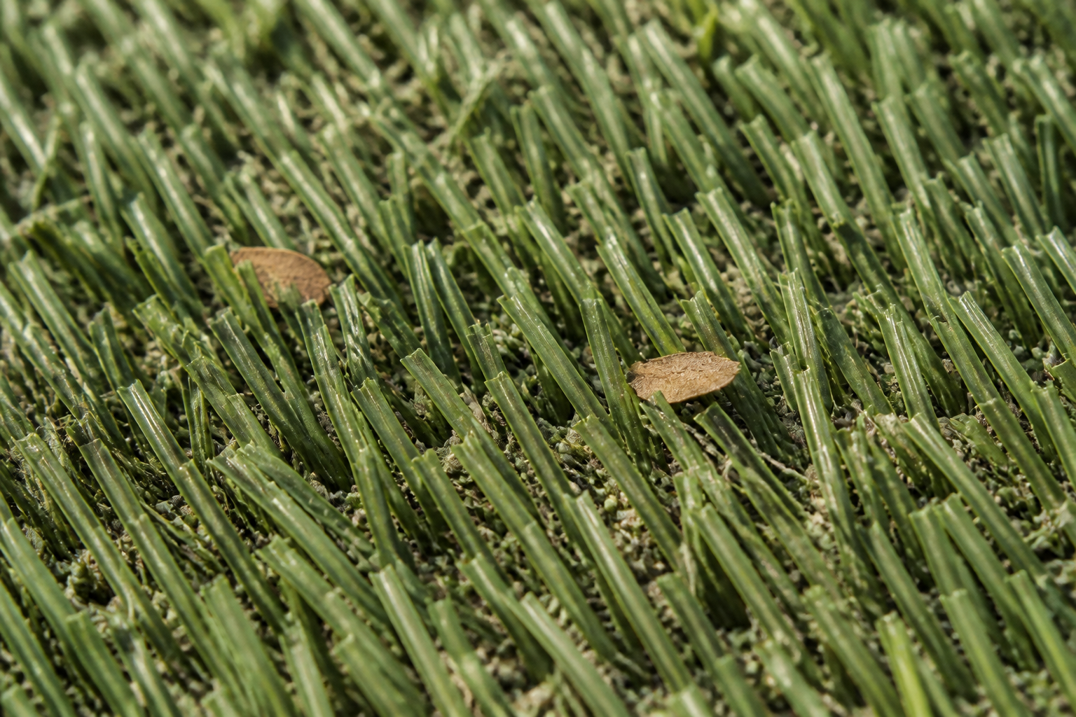 Dust pet hair and debris settled between artificial turf fibers