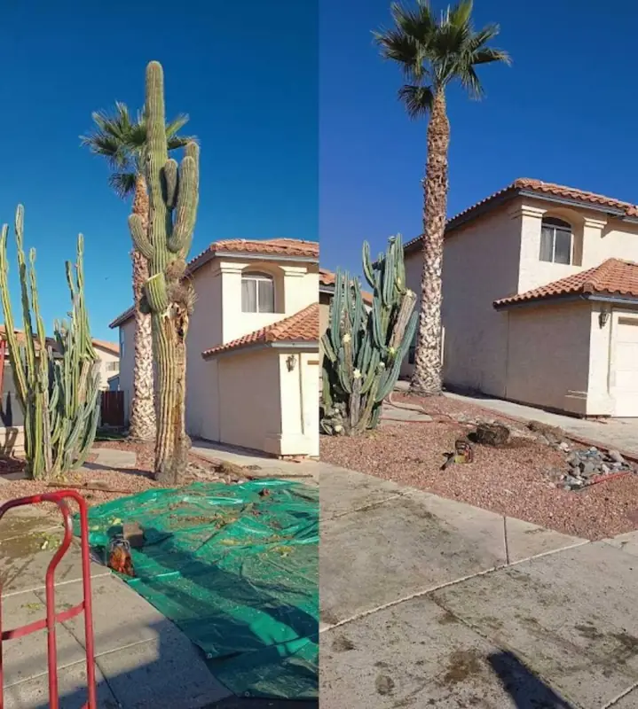 Before and after cactus and palm removal by Arrowscape in the West Valley