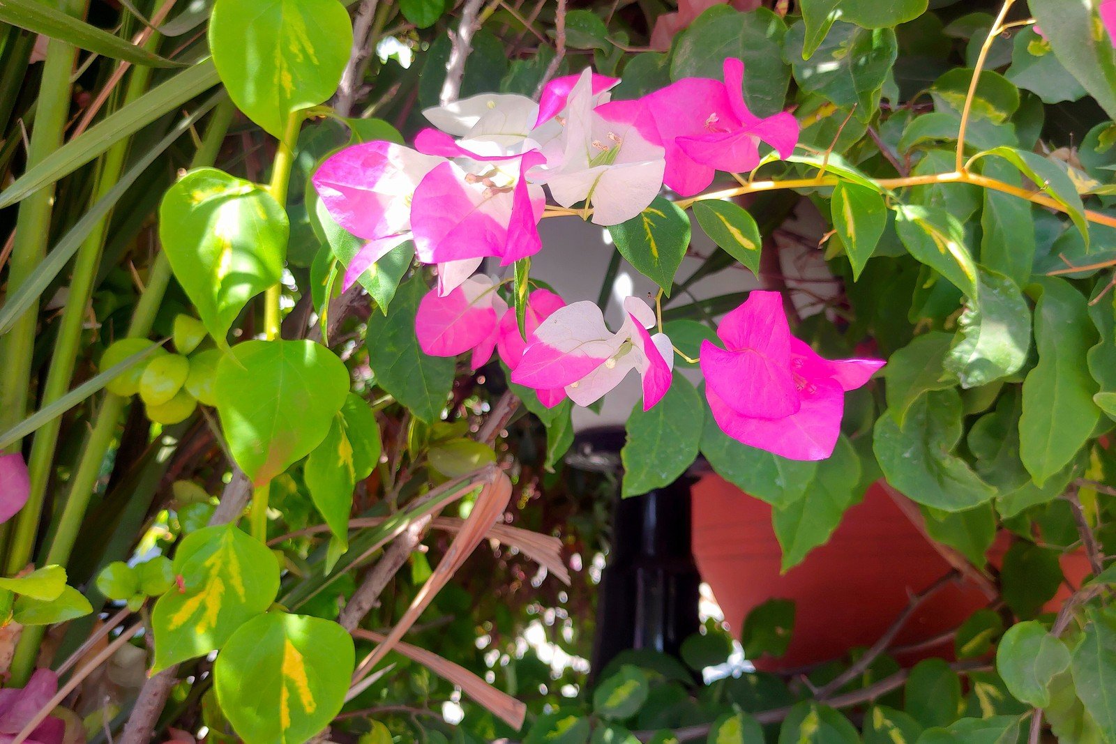 Bougainvillea flowering shrub