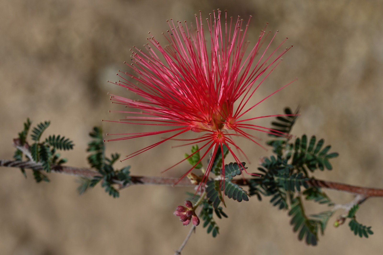 Fairy duster flowers