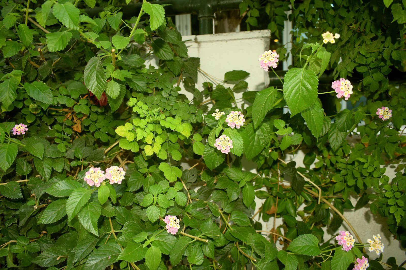 Flowering lantana shrub