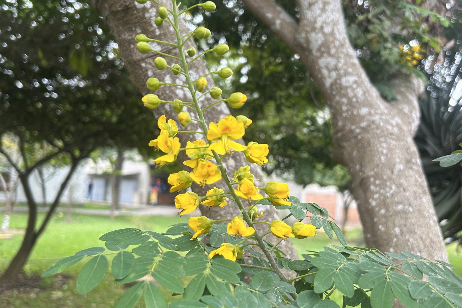 Mexican bird of paradise flowers