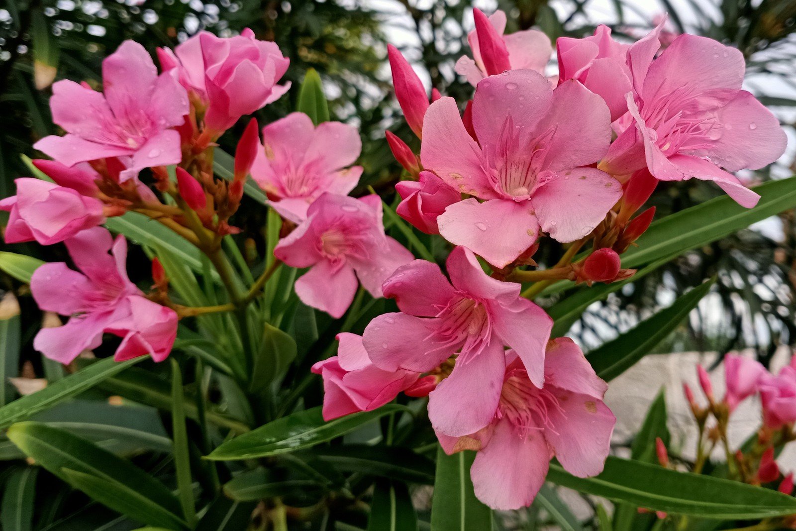 Pink flowering oleander shrub