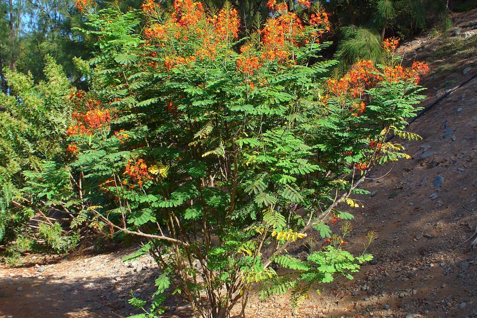 Red bird of paradise flowers
