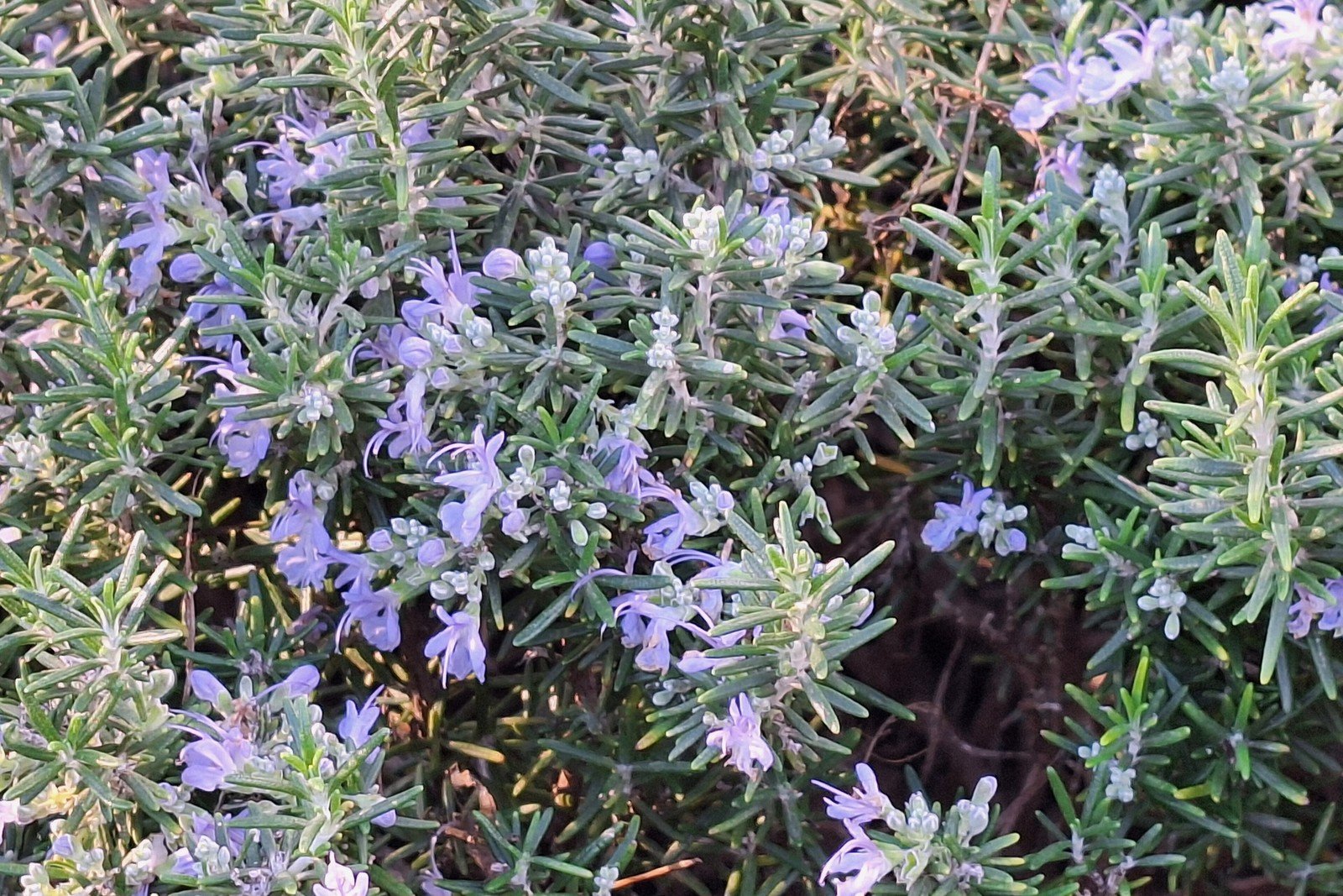 Flowering rosemary shrub