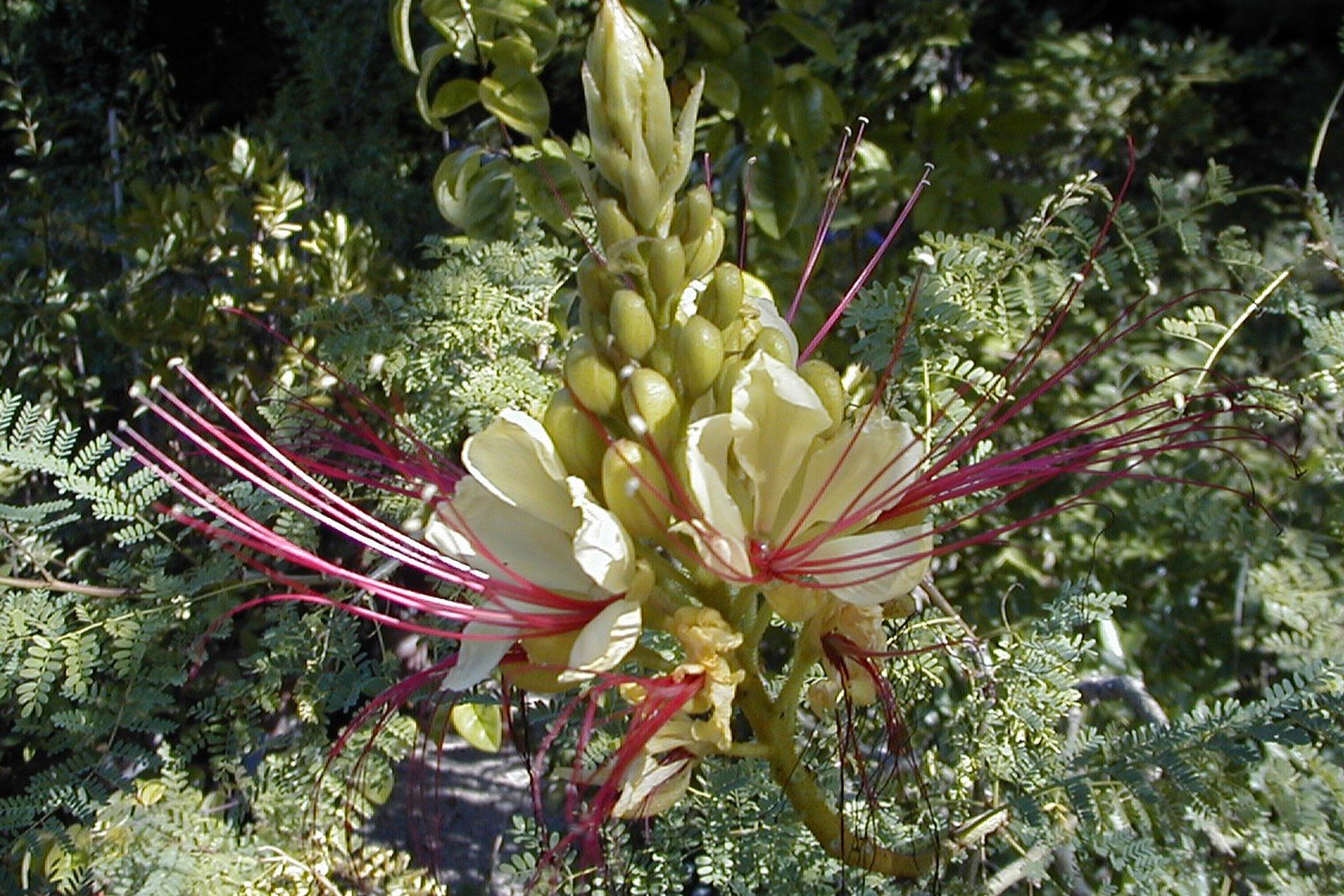 Yellow bird of paradise flowers